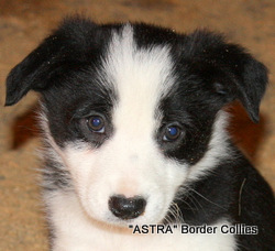 Black and white, female, border collie puppy